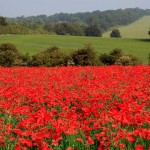 Remembrance Day