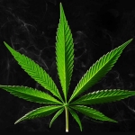 Have Your Pot and Eat It Too - Fresh Print Magazine