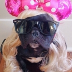 Pet Fanatic - What Kind of Instagrammer Are You? 