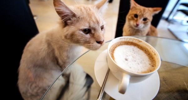 1_Cat-Cafe_The-Plaid-Zebrajpg-750x400